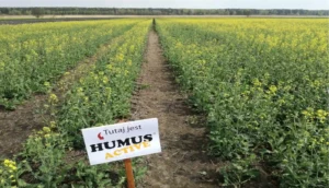 Ścieżka w łanie rzepaku ozimego z białą tabliczką informacyjną Tutaj jest HUMUS AGRO na pierwszym planie