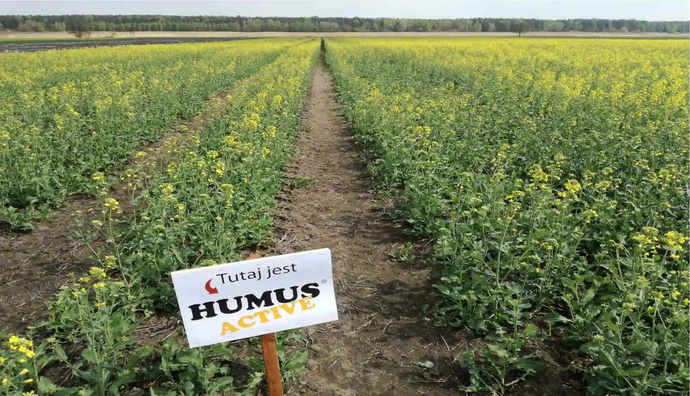 Ścieżka w łanie rzepaku ozimego z białą tabliczką informacyjną Tutaj jest HUMUS AGRO na pierwszym planie