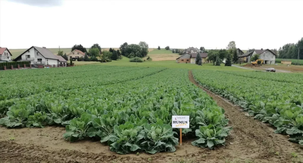 Uprawa warzyw na polu z widoczną tabliczką Humus Active pośród zielonych roślin