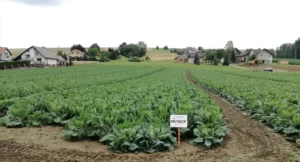 Uprawa warzyw na polu z widoczną tabliczką Humus Active pośród zielonych roślin