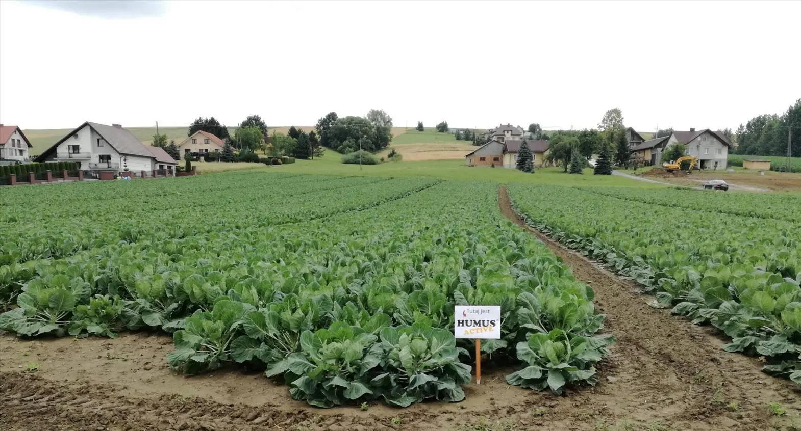 Uprawa warzyw na polu z widoczną tabliczką Humus Active pośród zielonych roślin
